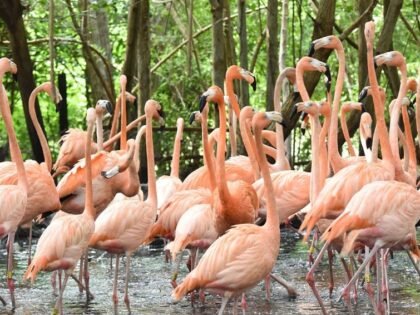 Aviario Nacional Flamengos